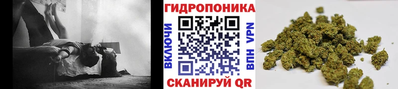 Канабис план  Отрадный 